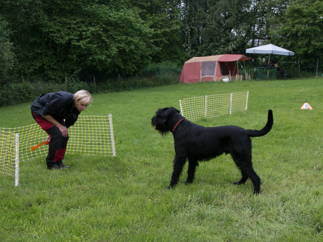 Mensch Hund Harmonie 04.06.2016