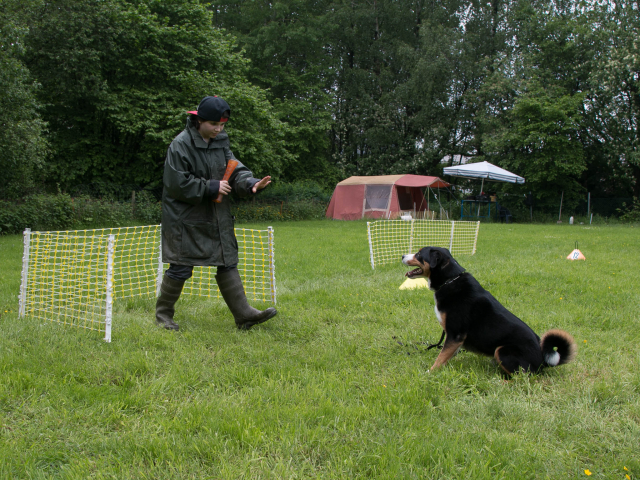 Mensch Hund Harmonie 04.06.2016