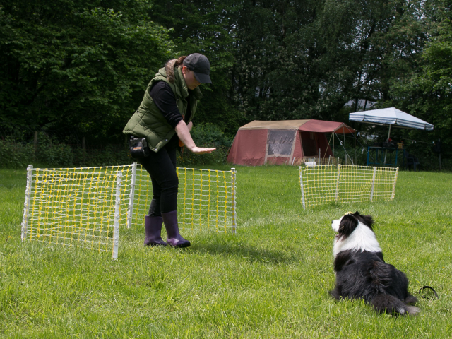 Mensch Hund Harmonie 04.06.2016