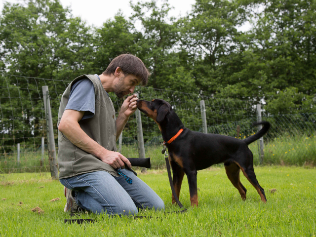 Mensch Hund Harmonie 11.06.2016