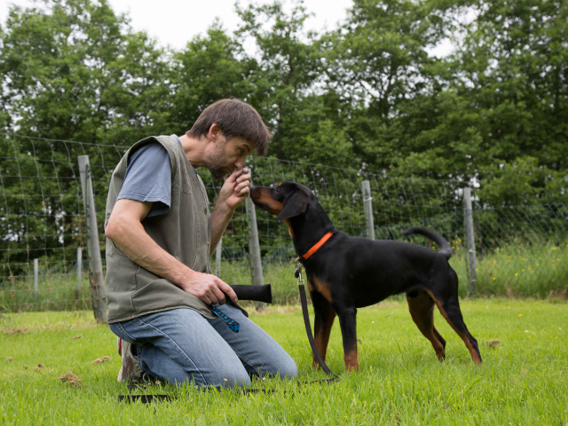 Mensch Hund Harmonie 11.06.2016