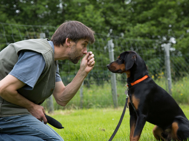 Mensch Hund Harmonie 11.06.2016