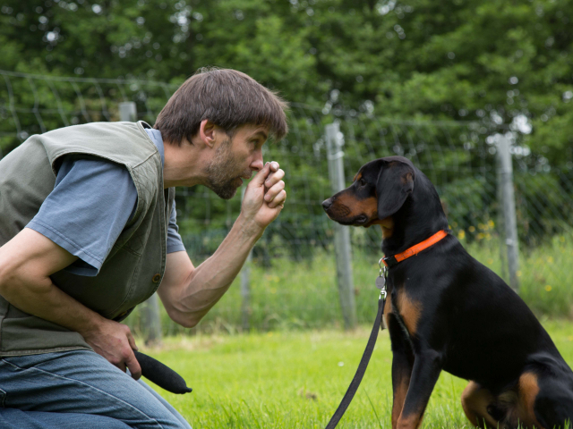 Mensch Hund Harmonie 11.06.2016