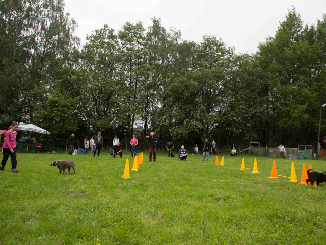 Welpenstunde 04.06.2016