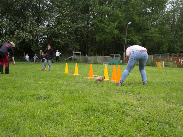 Welpenstunde 04.06.2016