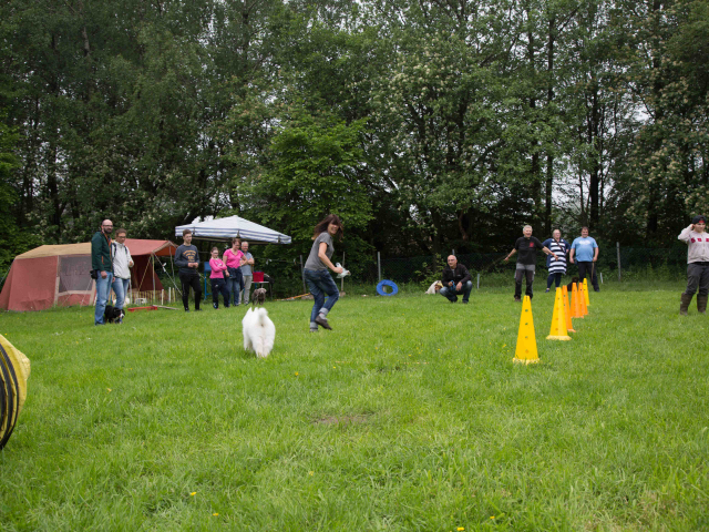 Welpenstunde 04.06.2016