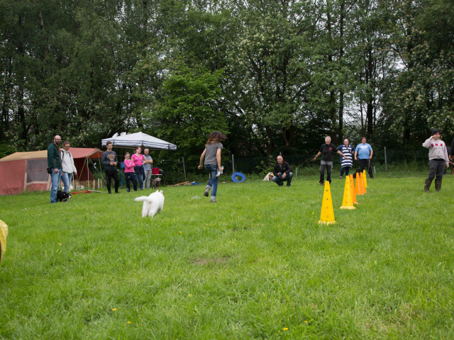 Welpenstunde 04.06.2016