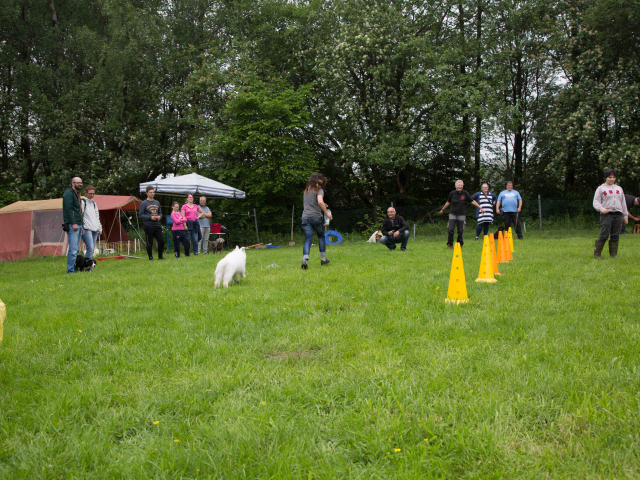 Welpenstunde 04.06.2016