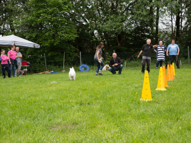 Welpenstunde 04.06.2016